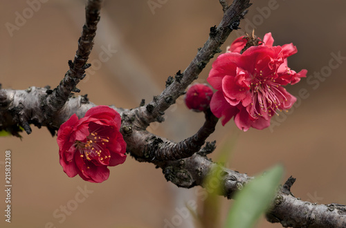 Hanoi Peach blossom photo