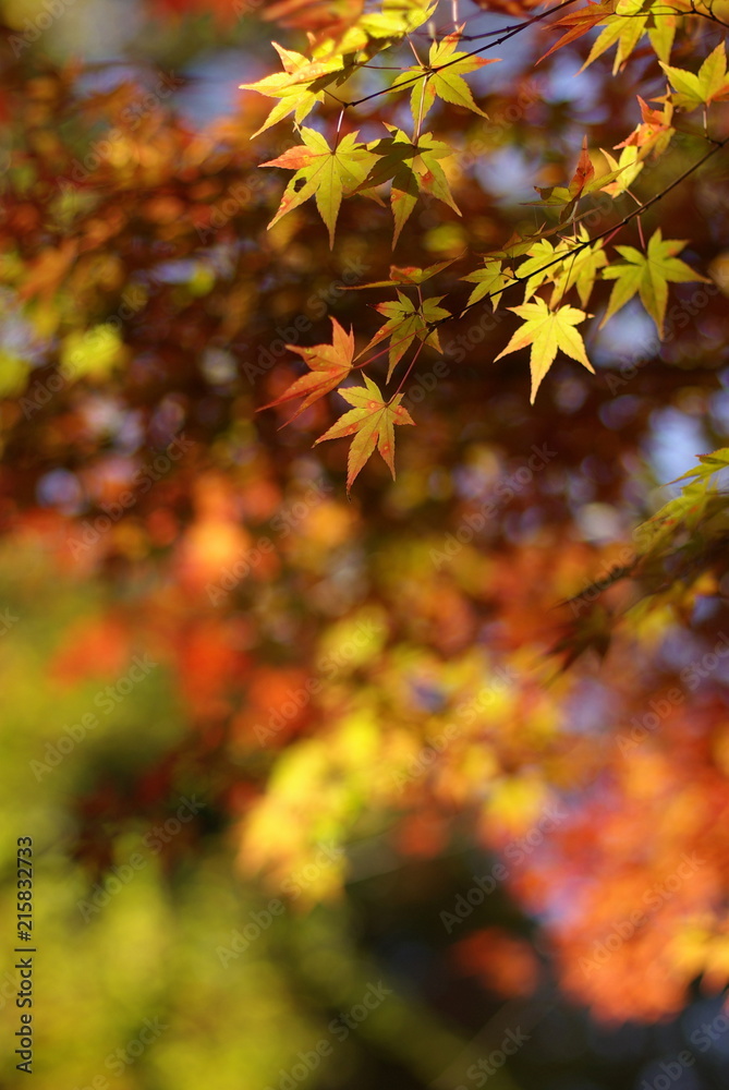 もみじ(Japanese maple) もみじ(Japanese maple)