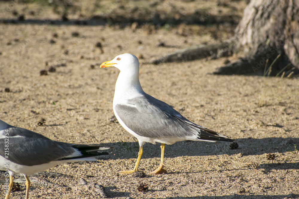 seagull on the beach seagull on the beach