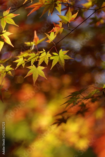 もみじ（Japanese maple）