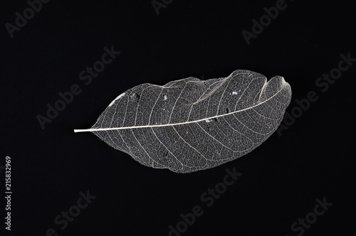 Transparent skeleton leaf with beautiful texture on  black  background