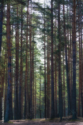 pines © Ирина Кортелайнен