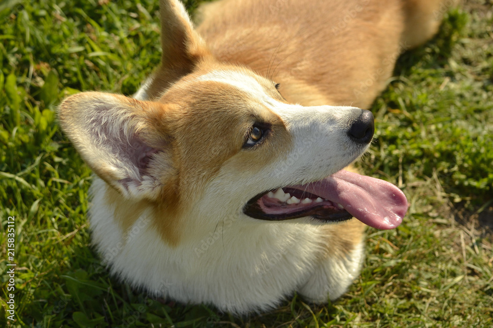 Sunstroke, health of pets in the summer. Puppy Corgi pembroke on a walk. How to protect your dog from overheating.Training of dogs.  Puppies education, cynology, intensive training of young dogs. Youn