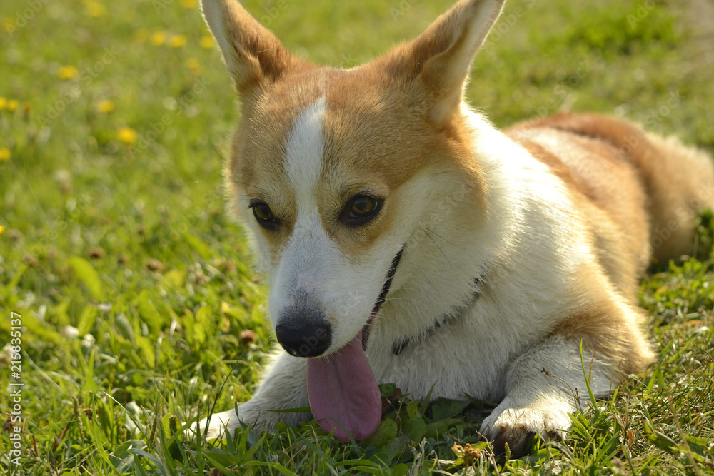 Sunstroke, health of pets in the summer. Puppy Corgi pembroke on a walk. How to protect your dog from overheating.Training of dogs. Puppies education, cynology, intensive training of young dogs. Youn Sunstroke, health of pets in the summer. Puppy Corgi pembroke on a walk. How to protect your dog from overheating.Training of dogs. Puppies education, cynology, intensive training of young dogs. Youn