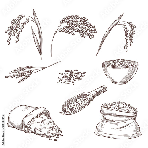 Rice cereal spikelets, grain in sack, porridge in bowl. Vector sketch illustration. Hand drawn isolated design elements