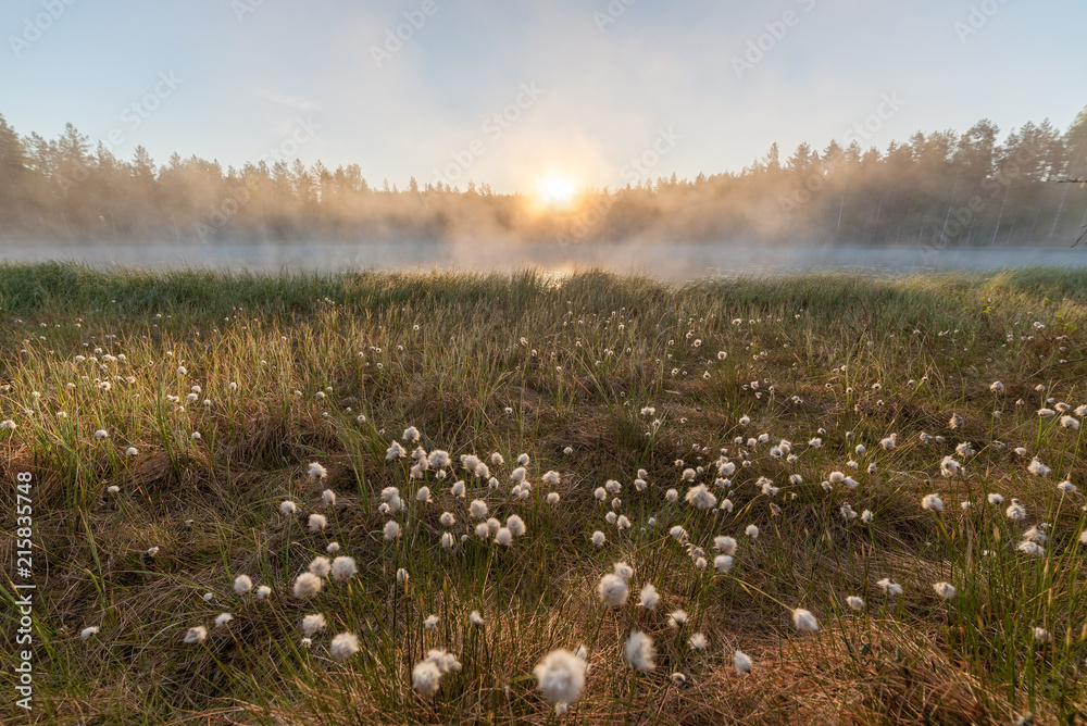 Fototapeta premium Małe mgliste jezioro leśne o wschodzie słońca letni poranek