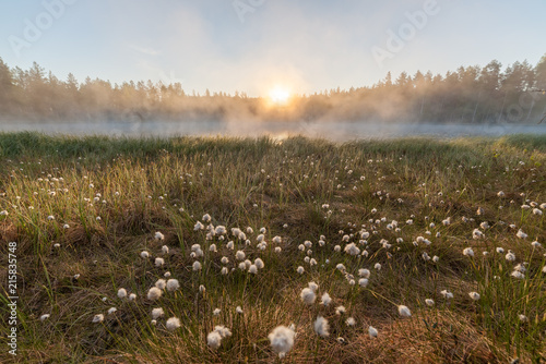 Small foggy forest lake at sunrise summer morning photo