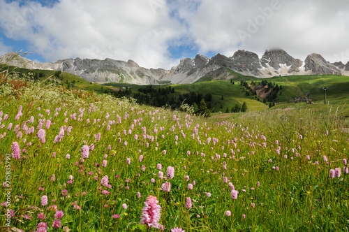 Beautiful Flowers at San Pellegrino pass in the Dolomites in the Val di Fiemme, Trento, Italy.