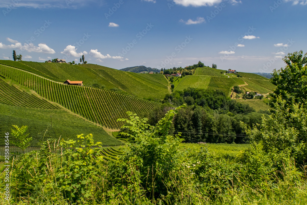 Weingärten der südlichen Steiermark bei wolkigem Himmel