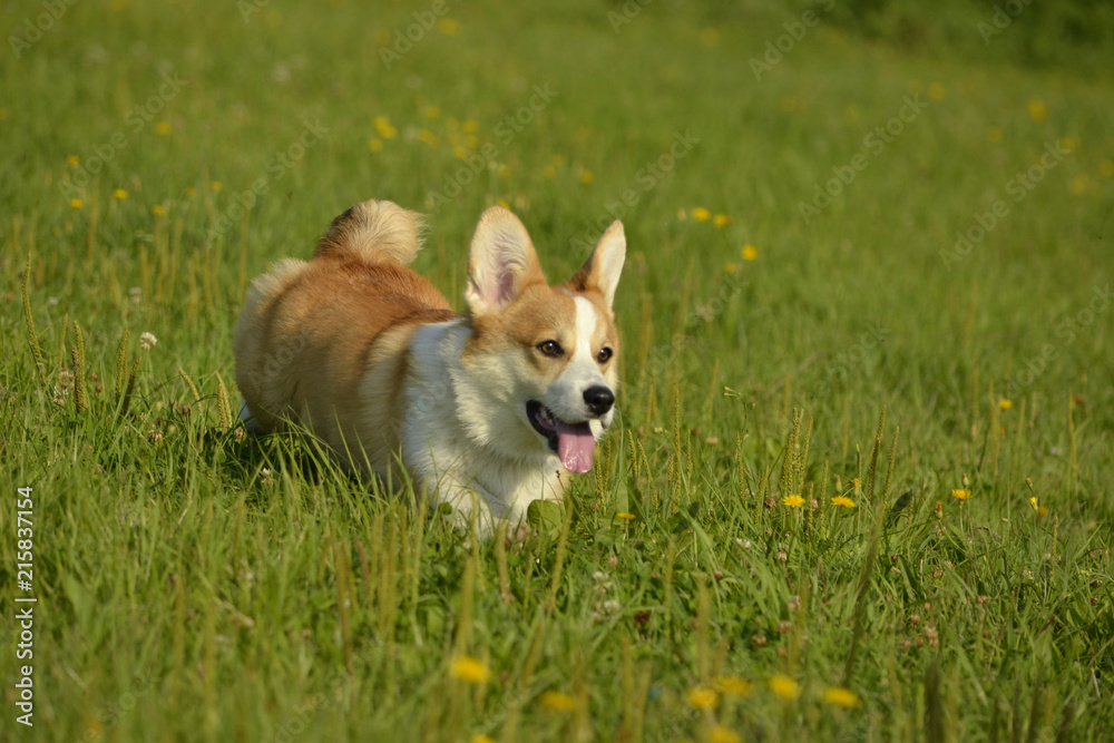 Dogs play with each other. Puppy Corgi pembroke. Merry fuss puppies. Aggressive dog. Training of dogs.  Puppies education, cynology, intensive training of young dogs.