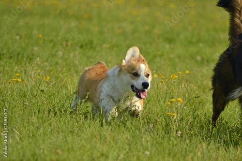 Dogs play with each other. Puppy Corgi pembroke. Merry fuss puppies. Aggressive dog. Training of dogs. Puppies education, cynology, intensive training of young dogs.