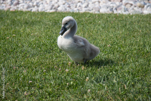 pullo di cigno photo