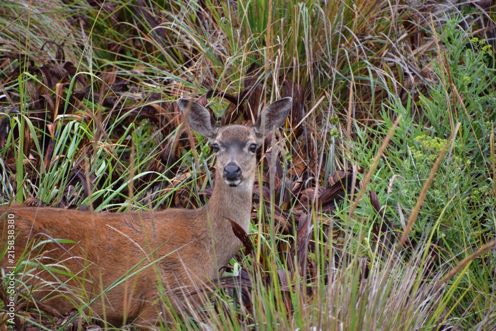 Deer on the N. California coast Deer on the N. California coast