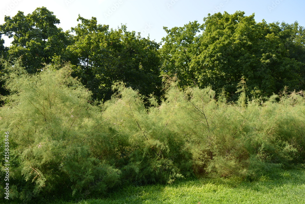 Green lawn, lawn with light green bushes and trees, green nature Green lawn, lawn with light green bushes and trees, green nature