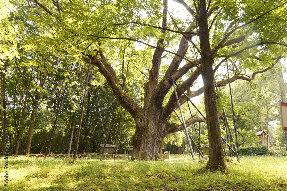 1000 years old, the oldest oak in Polan. Town of Zagnansk. 1000 years old, the oldest oak in Polan. Town of Zagnansk.