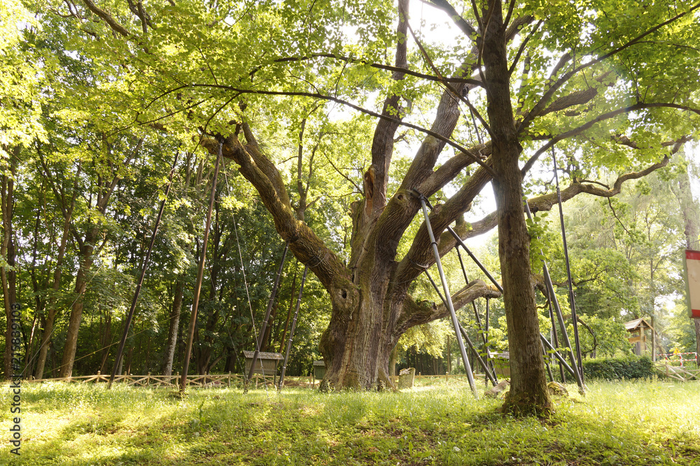 1000 years old, the oldest oak in Polan. Town of Zagnansk.