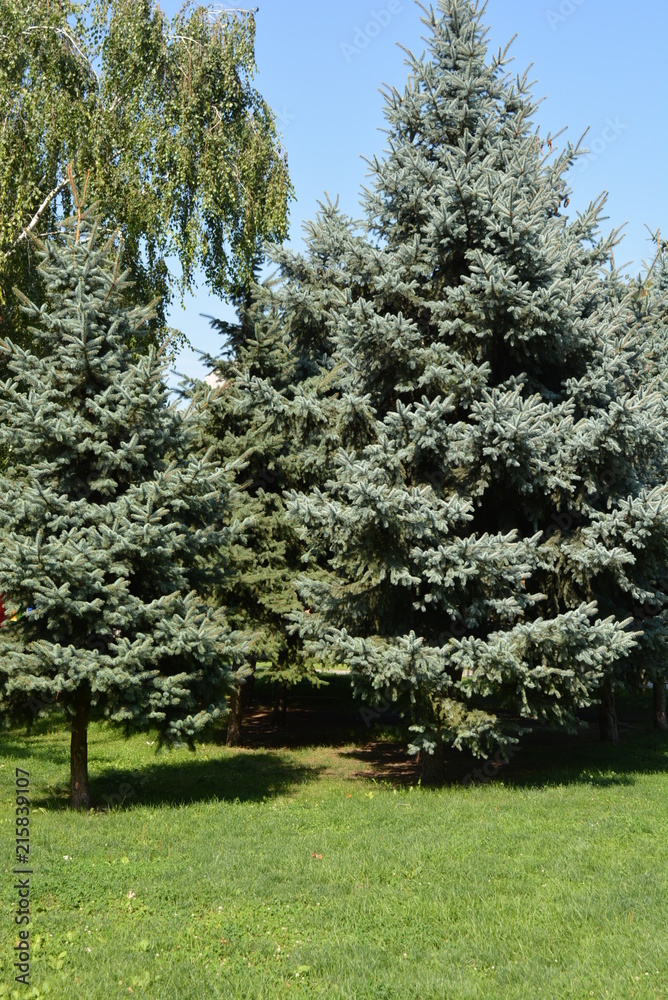 Green lawn, lawn grass with green Christmas trees and birch in the summer with the sun Green lawn, lawn grass with green Christmas trees and birch in the summer with the sun