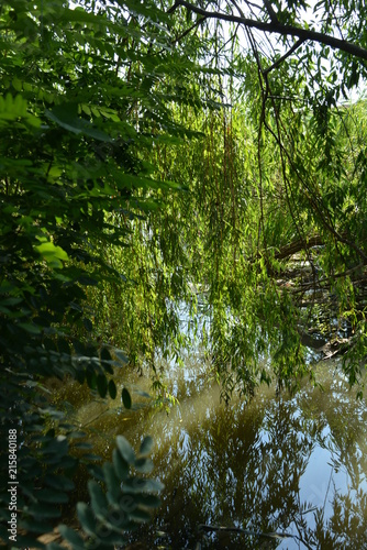 The bay of the river with green leaves of the acacia bush under the branches and twigs of the green willow