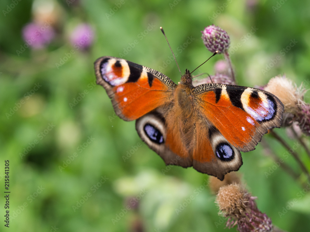 Peacock butterfly sittig on a plant Peacock butterfly sittig on a plant