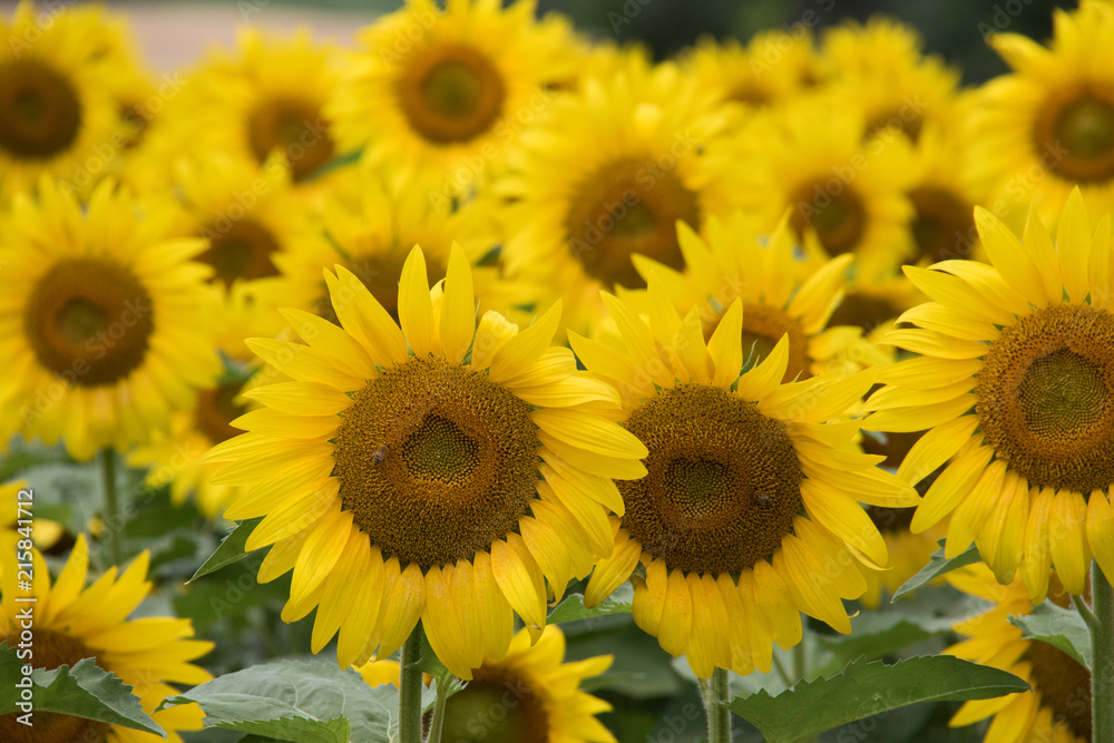 closeup sunflowers field