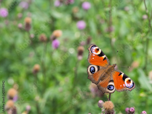 Peacock butterfly sittig on a plant