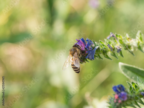 Bee sitting on a bloomig plant photo