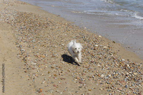 Maltesse bichon dog playing running in beach © Carlos Dominique