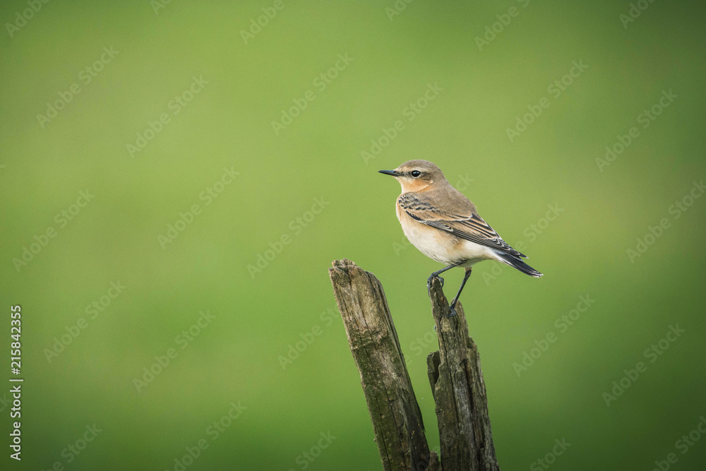 bird wheatear male with beautiful background bird wheatear male with beautiful background