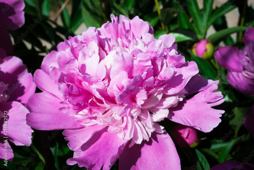 The flower of the peon growing in a summer garden. The flower of the peon growing in a summer garden.