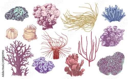 Hand drawn collection of corals
