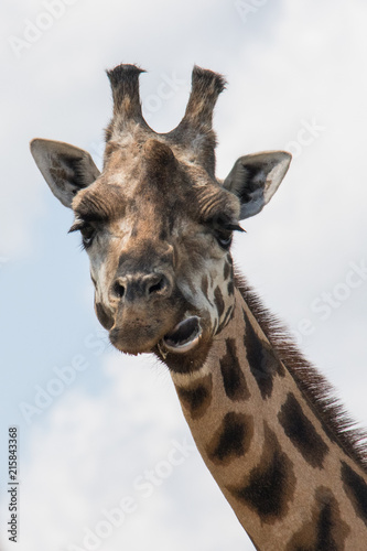 giraffe lips funny face