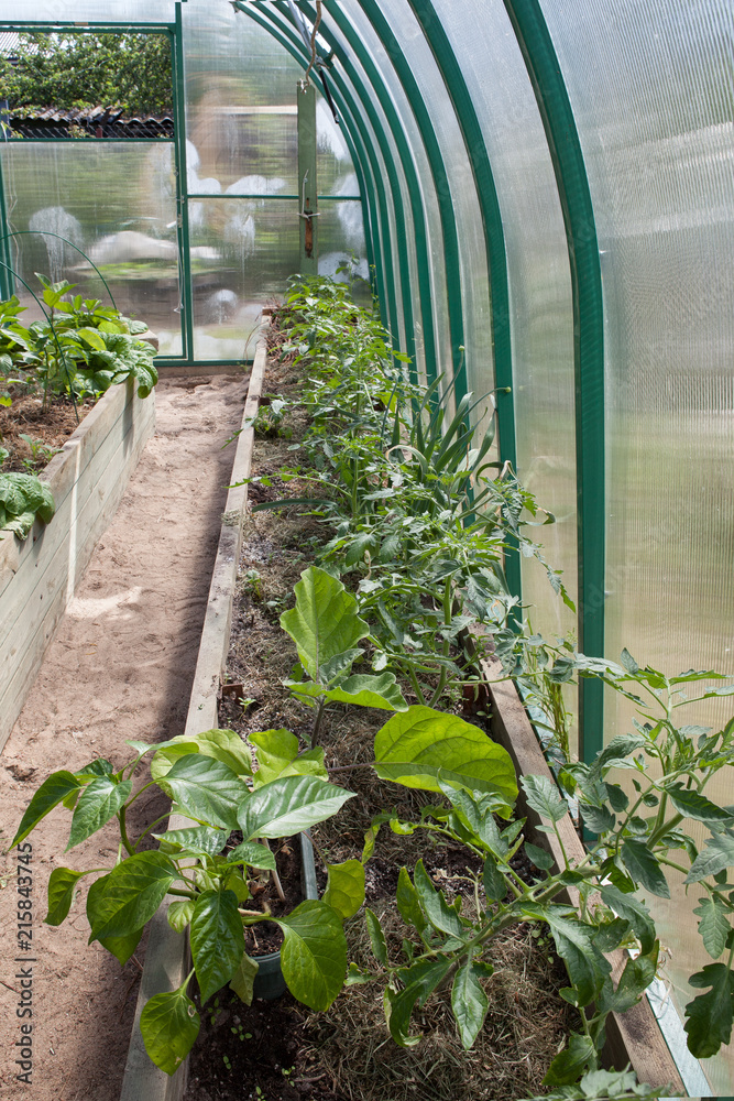 garden bed with vegetables in the greenhouse