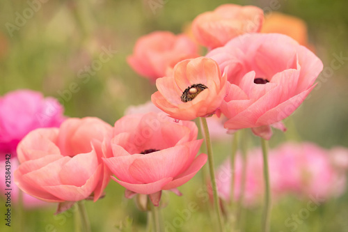 Photograph of coral colored Ranunculus growing in a field photo