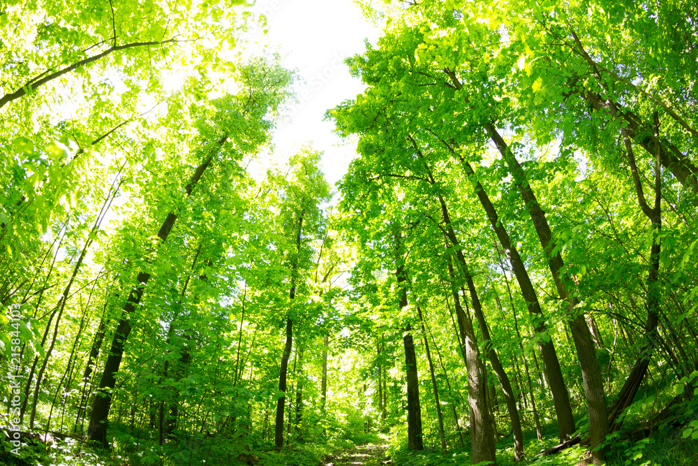 Bottom view of tall old trees Bottom view of tall old trees