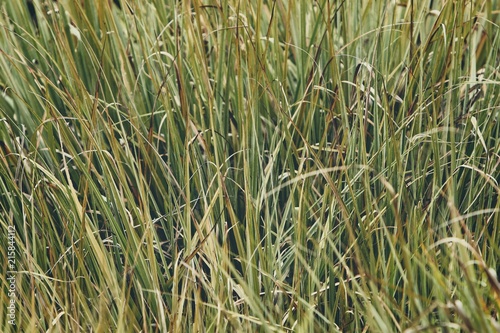 A wild grass background image