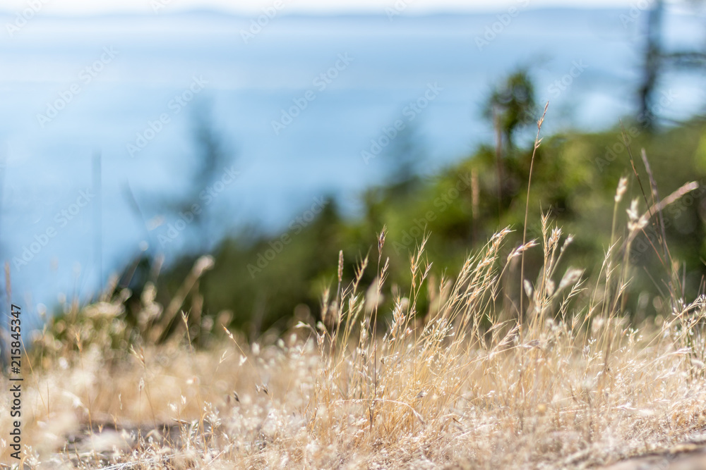 Fototapeta premium Dry Yellow Grass with a Blurry Background