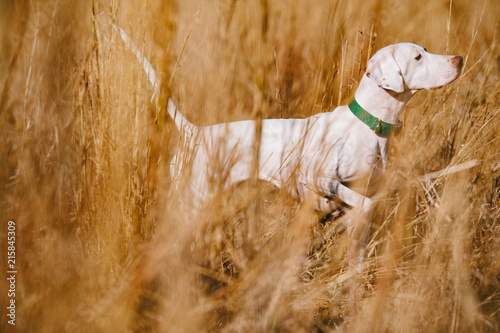 A white pointer puppy in a field at a southern hunting plantation. photo