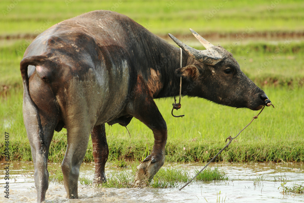 buffalo standing in the field for nibble grass. buffalo standing in the field for nibble grass.