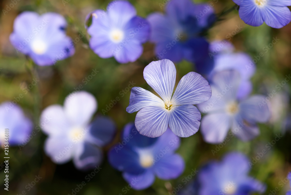 Purple Flax Flowers Purple Flax Flowers