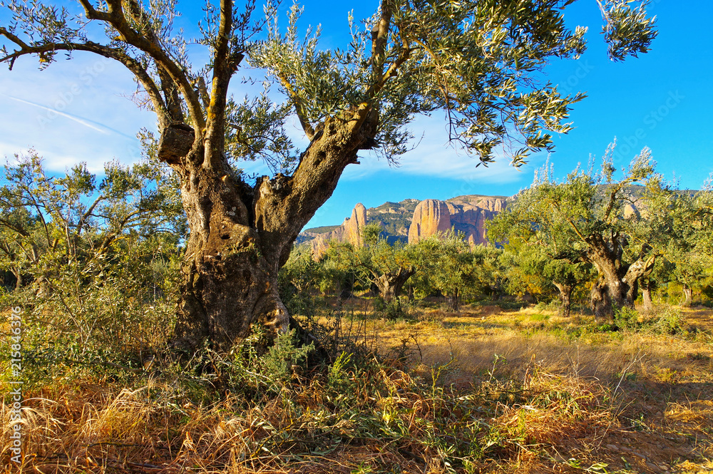 Mallos de Riglos in Aragon, Spanien - Mallos de Riglos in Aragon