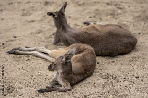 Kangaroos on the Zoo