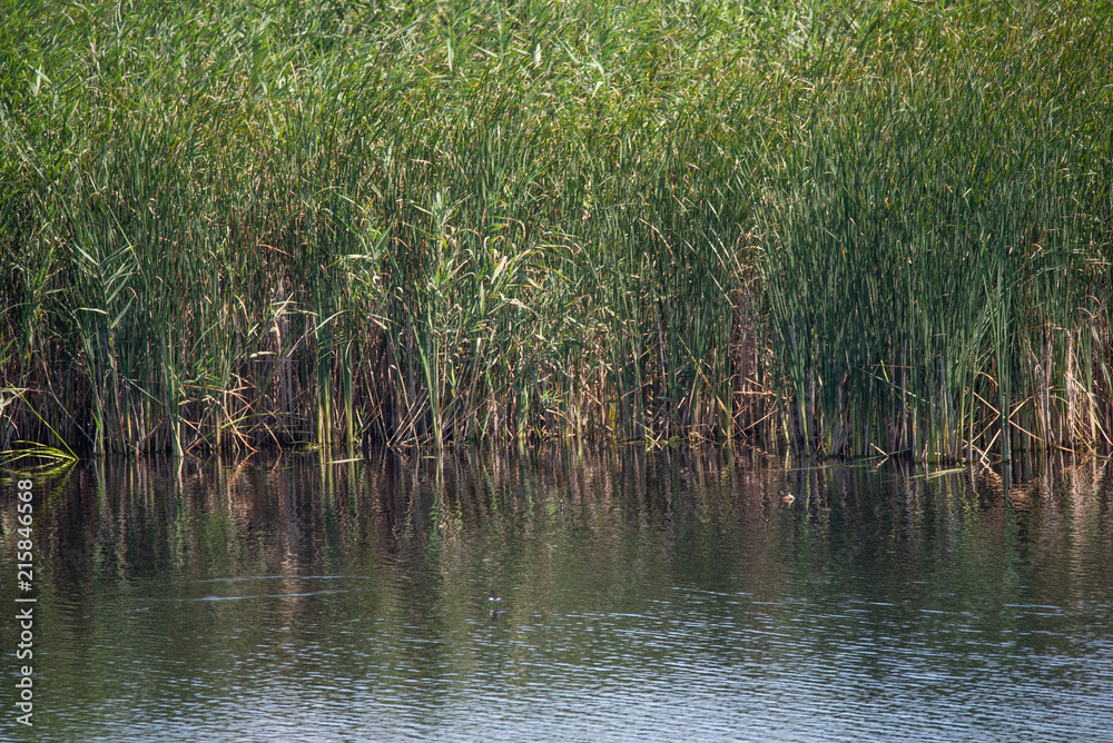 Marsh near Budapest, Hungary Marsh near Budapest, Hungary