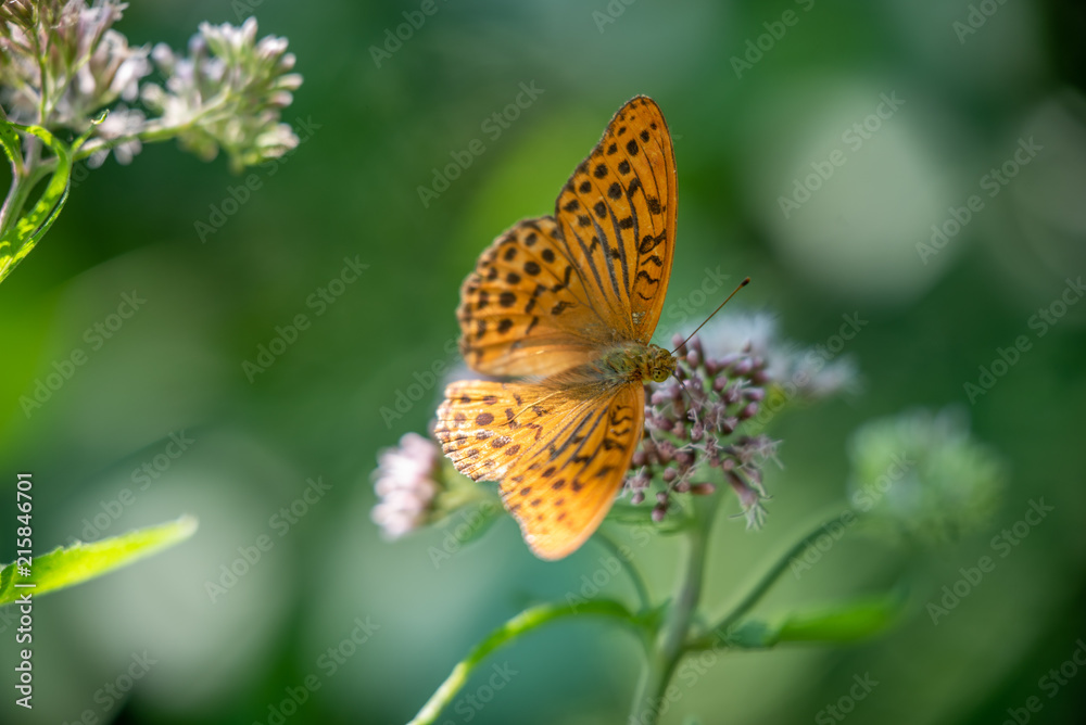 Summer day and butterflyes Summer day and butterflyes