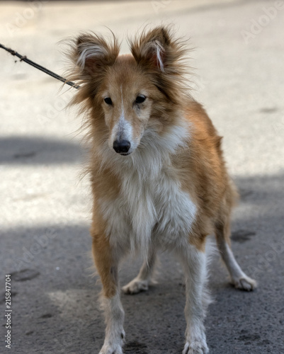 old 12 year old sheltie dog photo