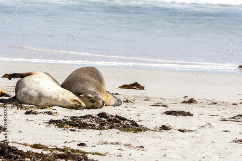 Sleeping Australian Sea Lions (Neophoca cinerea) on Kangaroo Island coastline, South Australia , Seal bay