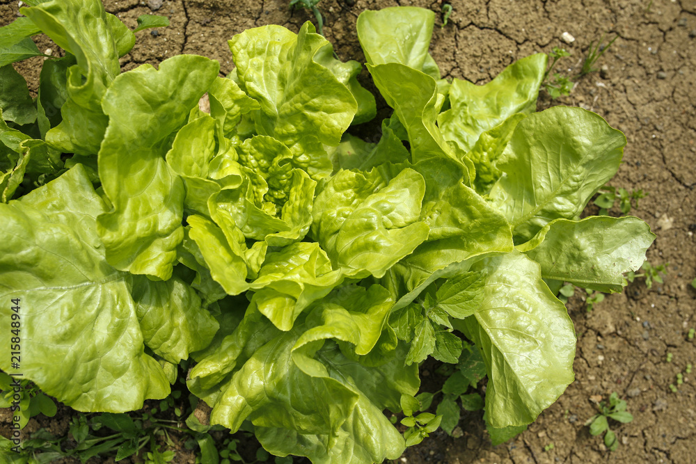 green lettuce in organic garden green lettuce in organic garden