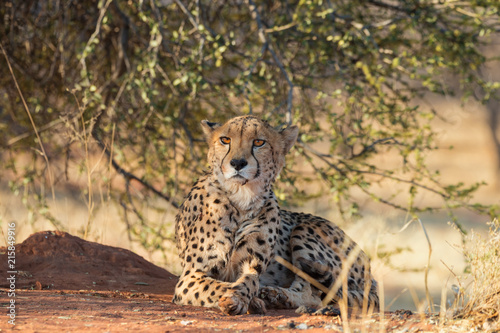 Photography Cheetah (Acinonyx jubatus) resting in Okonjima Nature Reserve, Namibia