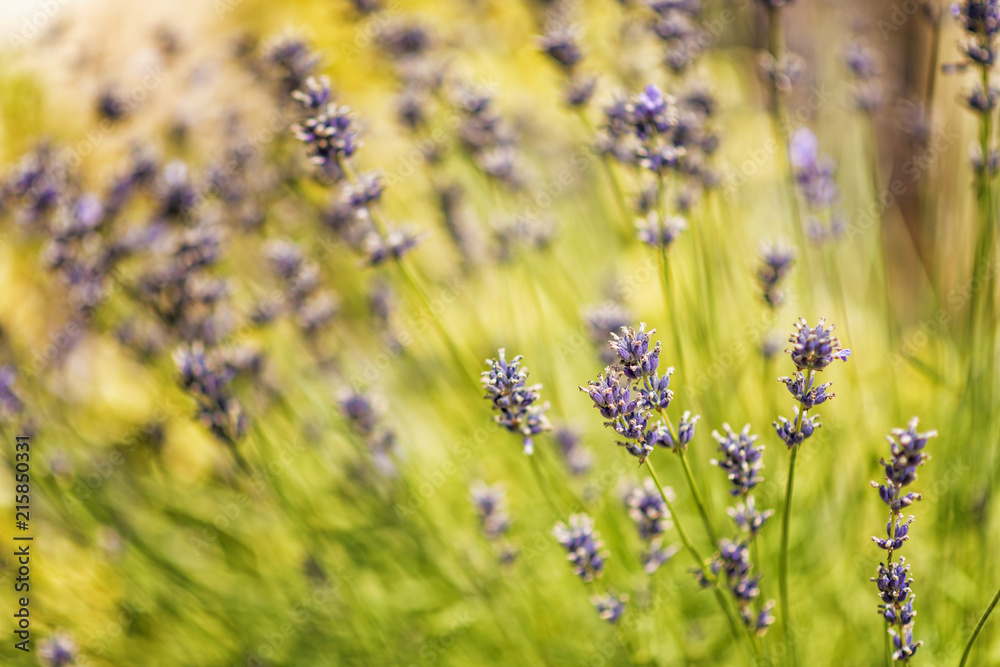 blooming blue lavender on a blurred background blooming blue lavender on a blurred background