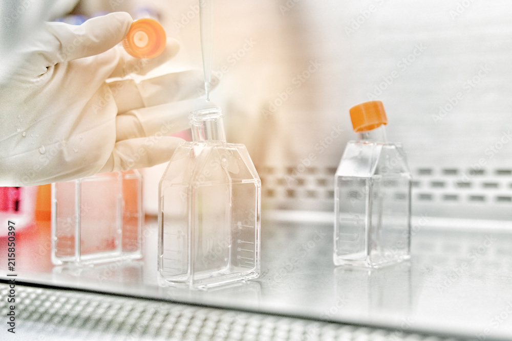 The women researcher using pipette and cell culture flask do the