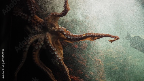 Closeup of beautiful octopus swimming.